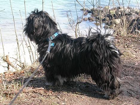 Lhasa apso Arthur billede 5