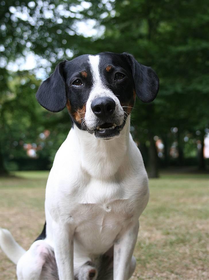 Dansk svensk gaardhund Nicki billede 10