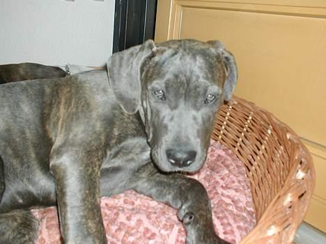 Blanding af racer Freja (død d. 29-01-2007) - Lad mig nu være, den blitz er bare irriterende. billede 9