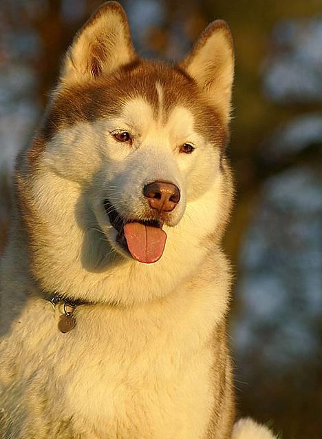 Siberian husky DKCH LP1 "Mira" - NYT billede af den meget smukke dame billede 1