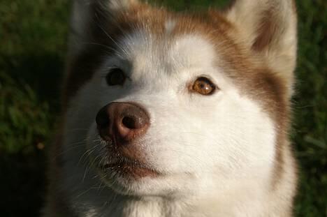 Siberian husky DKCH LP1 "Mira" billede 2