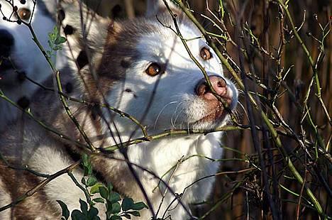 Siberian husky DKCH LP1 "Mira" billede 3