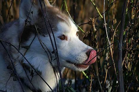 Siberian husky DKCH LP1 "Mira" billede 4