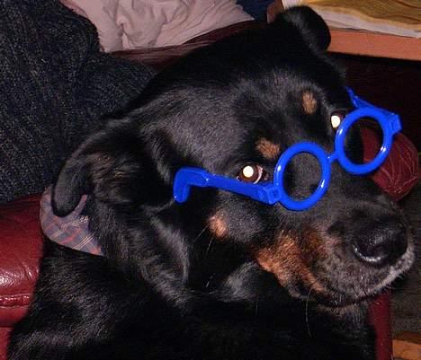 Blanding af racer Sacha RIP - Kloge Åge-Sacha billede 6