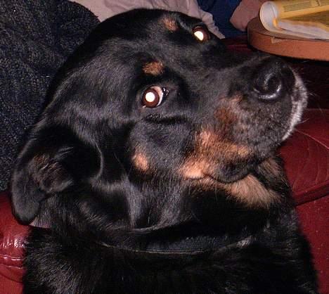 Blanding af racer Sacha RIP - Dejlige Sacha*S* billede 8