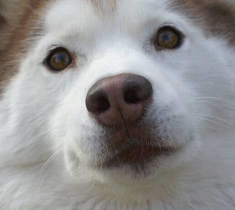 Siberian husky DKCH LP1 "Mira" billede 5