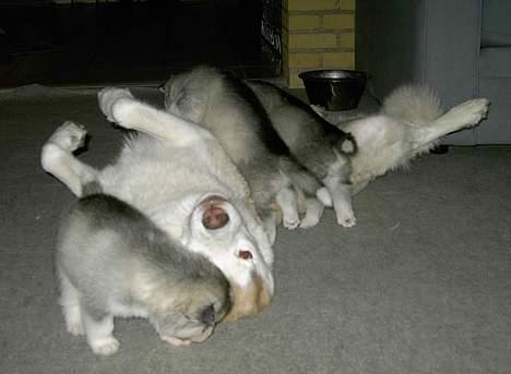 Siberian husky DKCH LP1 "Mira" - Mira med sine hvalpe... ihhhh hvor var de dejlige billede 6