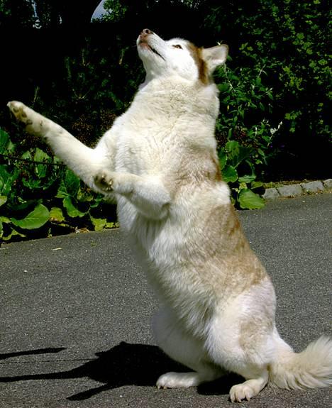 Siberian husky DKCH LP1 "Mira" billede 7