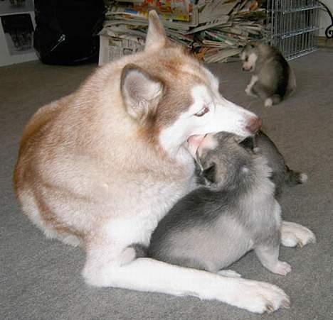 Siberian husky DKCH LP1 "Mira" billede 8