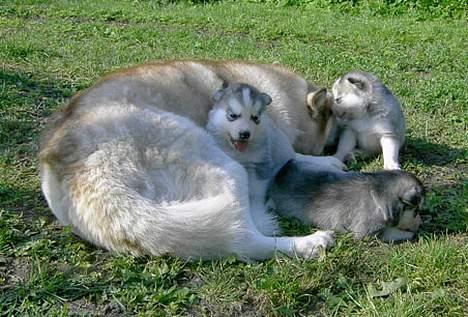 Siberian husky DKCH LP1 "Mira" billede 9