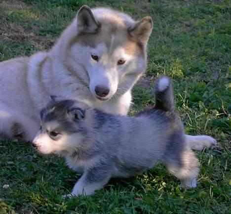 Siberian husky DKCH LP1 "Mira" billede 10