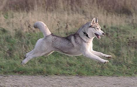 Siberian husky Some'R - smukke some´r billede 1