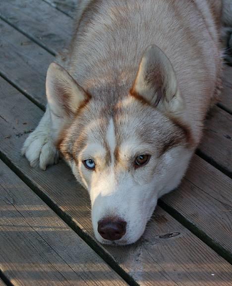 Siberian husky Some'R billede 2