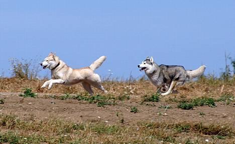 Siberian husky Some'R - NYT billede 3