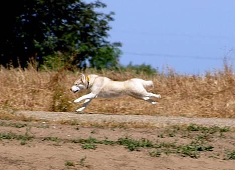 Siberian husky Some'R billede 4