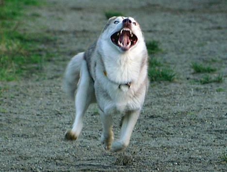 Siberian husky Some'R - NYT billede 5