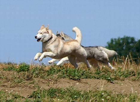 Siberian husky Some'R billede 6