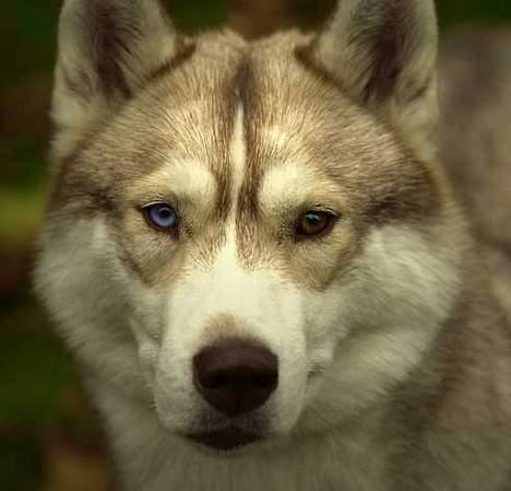 Siberian husky Some'R billede 7