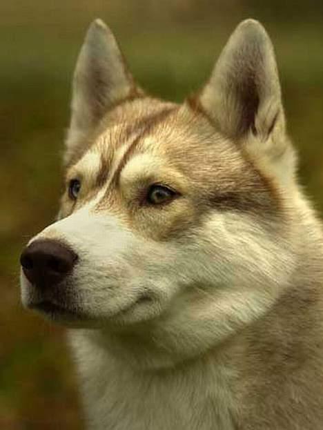 Siberian husky Some'R billede 8