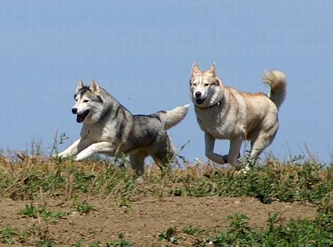 Siberian husky Some'R billede 9