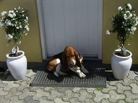 Basset hound Snubbi, født Albert billede 1