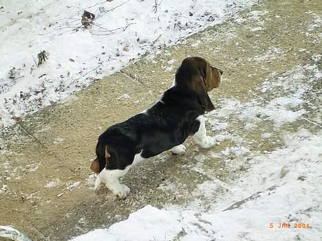 Basset hound Snubbi, født Albert billede 2