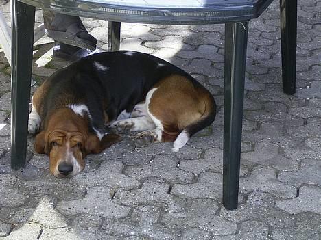 Basset hound Snubbi, født Albert billede 3