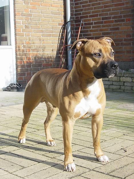 Amerikansk staffordshire terrier Battle of evermore - Min skønne hund... billede 1