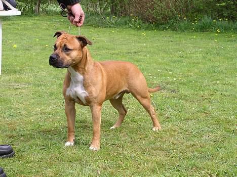 Amerikansk staffordshire terrier Battle of evermore - Her er Battle til ringtræning... billede 2