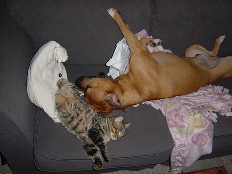 Amerikansk staffordshire terrier Battle of evermore - Battle og Fie hygger billede 3