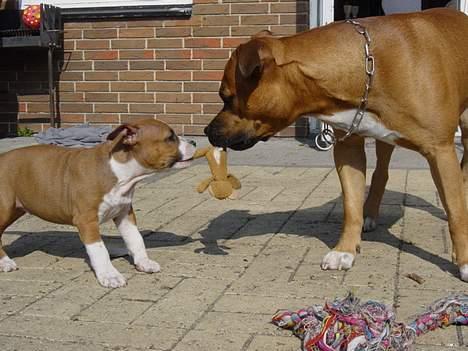 Amerikansk staffordshire terrier Battle of evermore - Destiny og Battle leger med  bamse.  billede 4