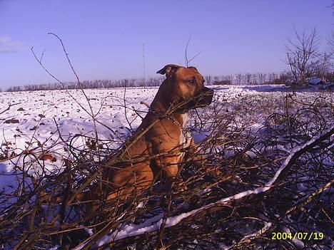Amerikansk staffordshire terrier Battle of evermore - Sådan ligger en Amstaff!!! billede 5