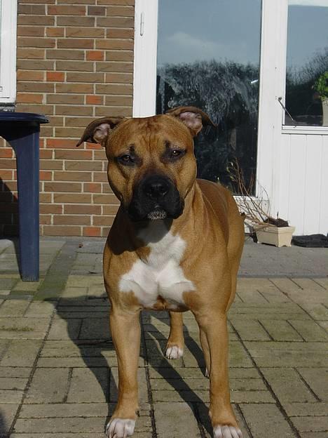 Amerikansk staffordshire terrier Battle of evermore - Hvad laver du mor??? billede 6