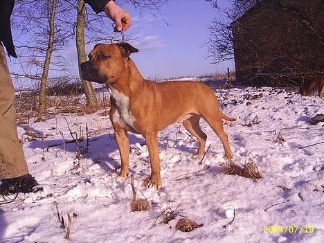 Amerikansk staffordshire terrier Battle of evermore billede 7