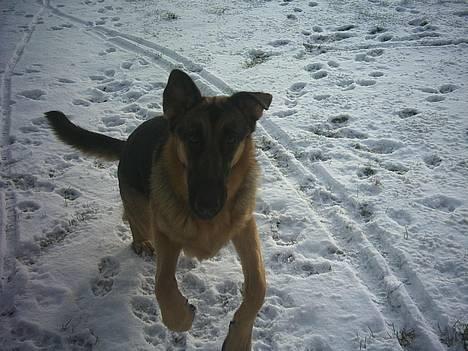 Schæferhund trille *aflivet* :-( - nye billeder: trille i sneen D. 26-1-05 billede 8