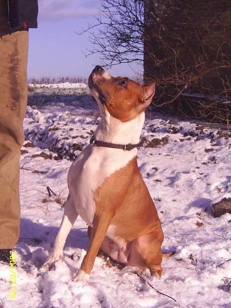 Amerikansk staffordshire terrier Maya - Min smukke hund... billede 1