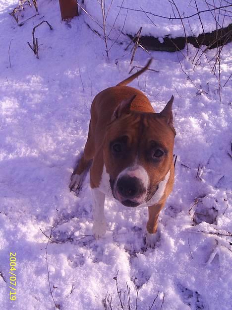 Amerikansk staffordshire terrier Maya - hun er så glad en pige!!! billede 3