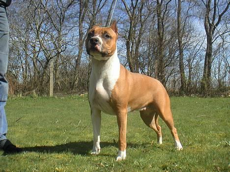 Amerikansk staffordshire terrier Maya - Maya opstillet. billede 2