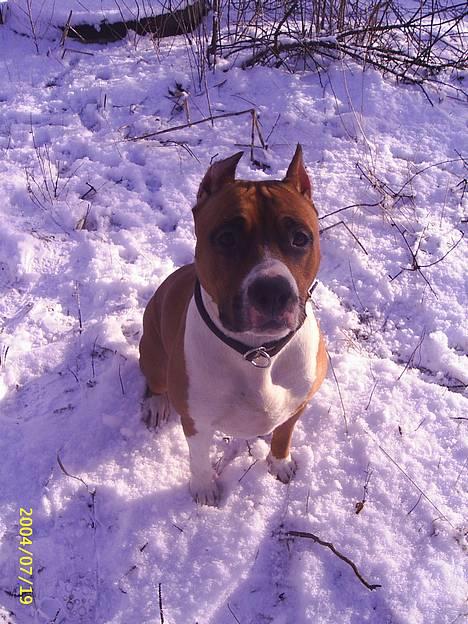 Amerikansk staffordshire terrier Maya billede 4