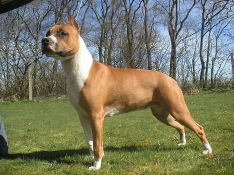 Amerikansk staffordshire terrier Maya billede 5