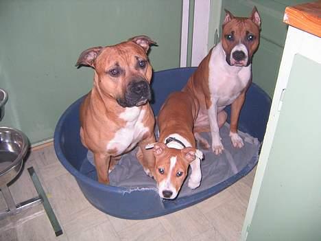 Amerikansk staffordshire terrier Maya - Dengang der "kun" var 3 stk billede 6