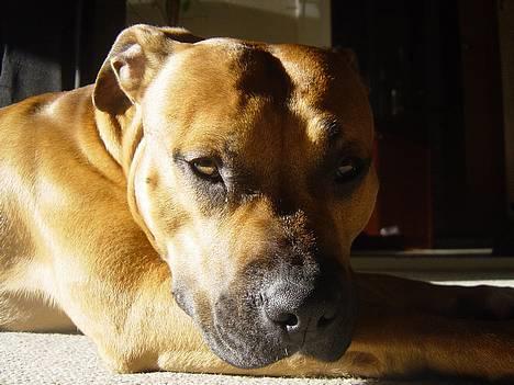 Amerikansk staffordshire terrier Battle of evermore - Nyborg strand. Han kigger på udsigten. billede 8