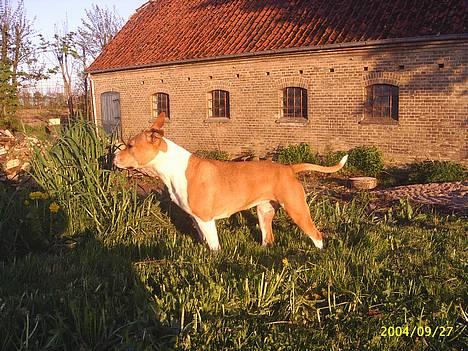 Amerikansk staffordshire terrier Xena. (Loppe) billede 1