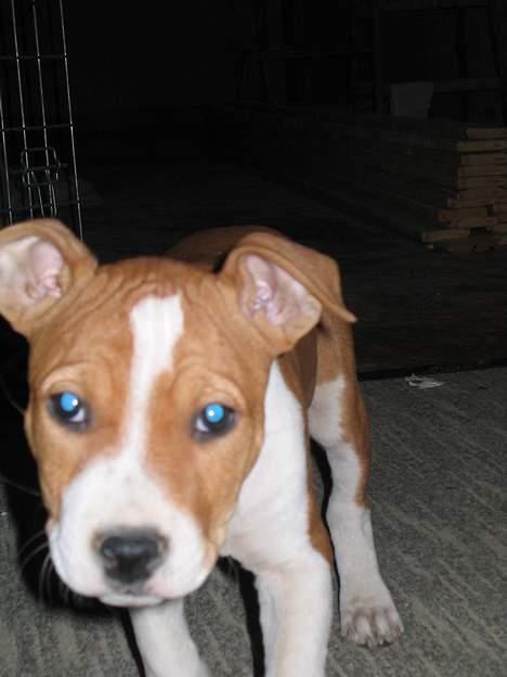 Amerikansk staffordshire terrier Xena. (Loppe) - Loppe er lille... billede 2