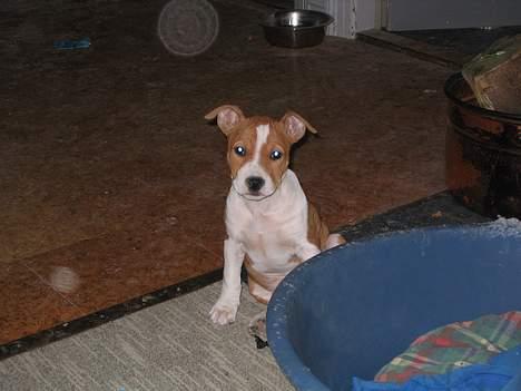 Amerikansk staffordshire terrier Xena. (Loppe) - Loppe kom hjem til os i en alder af 6 uger. (meget lille) billede 3