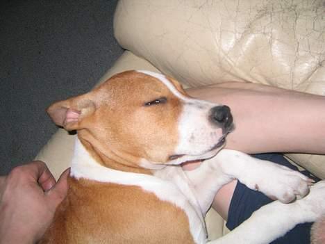 Amerikansk staffordshire terrier Xena. (Loppe) - Sover altid arm i arm med loppe. ( Det kan ikke undgåes) billede 4