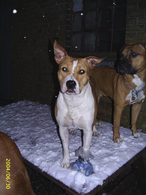 Amerikansk staffordshire terrier Xena. (Loppe) billede 5