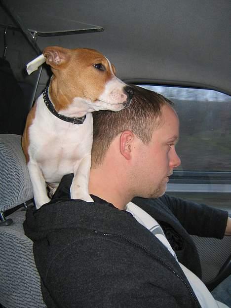 Amerikansk staffordshire terrier Xena. (Loppe) - På vej til udstilling. skal jo følge med i trafikken. billede 6