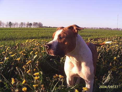 Amerikansk staffordshire terrier DK Staff`s Flower Power billede 1