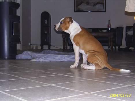 Amerikansk staffordshire terrier DK Staff`s Flower Power - Elsker også brændeovnen ligesom resten af flokken billede 2